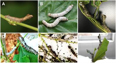 Genetic Mapping of Climbing and Mimicry: Two Behavioral Traits Degraded During Silkworm Domestication